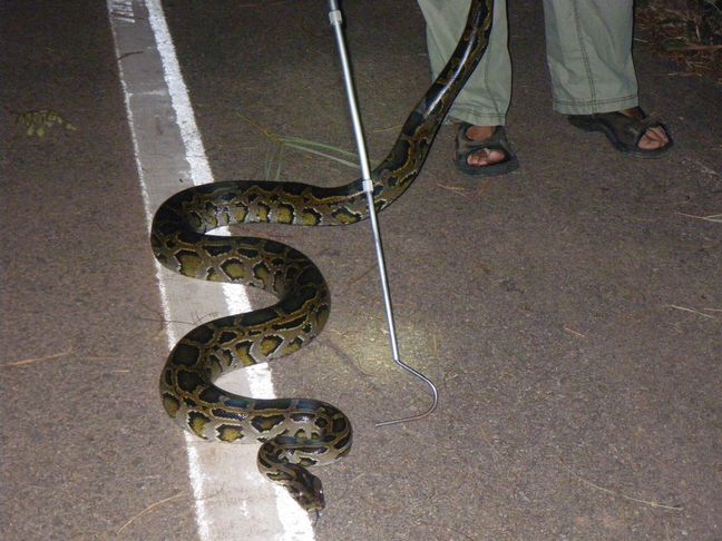 Boiga cyanea